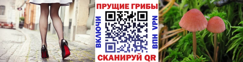 Псилоцибиновые грибы Cubensis  ОМГ ОМГ зеркало  Заринск 
